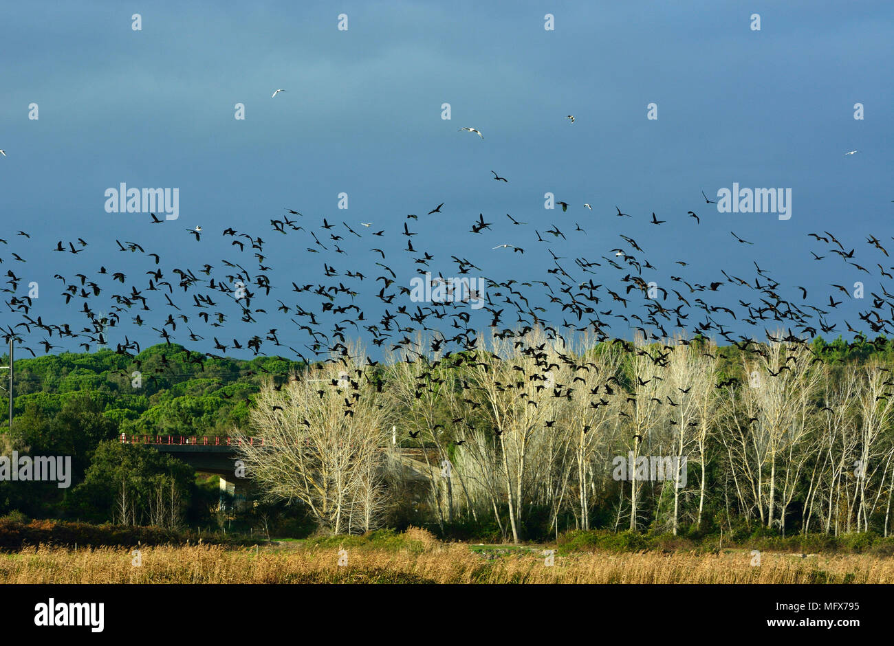 Glossy Ibis flock (Plegadis falcinellus) at the Sado Estuary Nature Reserve, flying over rice fields. Portugal Stock Photo