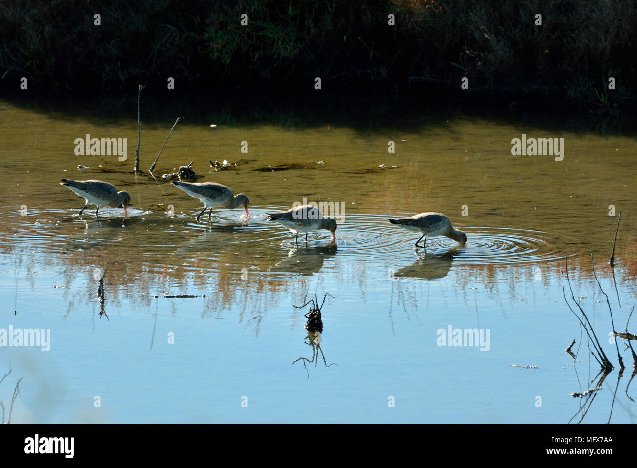Blacktailed Godwit (Limosa limosa) in the Sado Estuary Nature Reserve