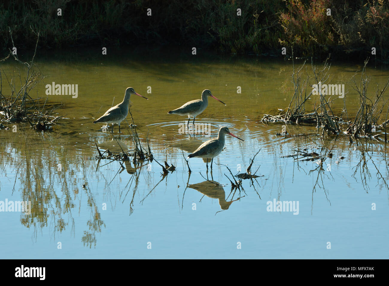 Blacktailed Godwit (Limosa limosa) in the Sado Estuary Nature Reserve