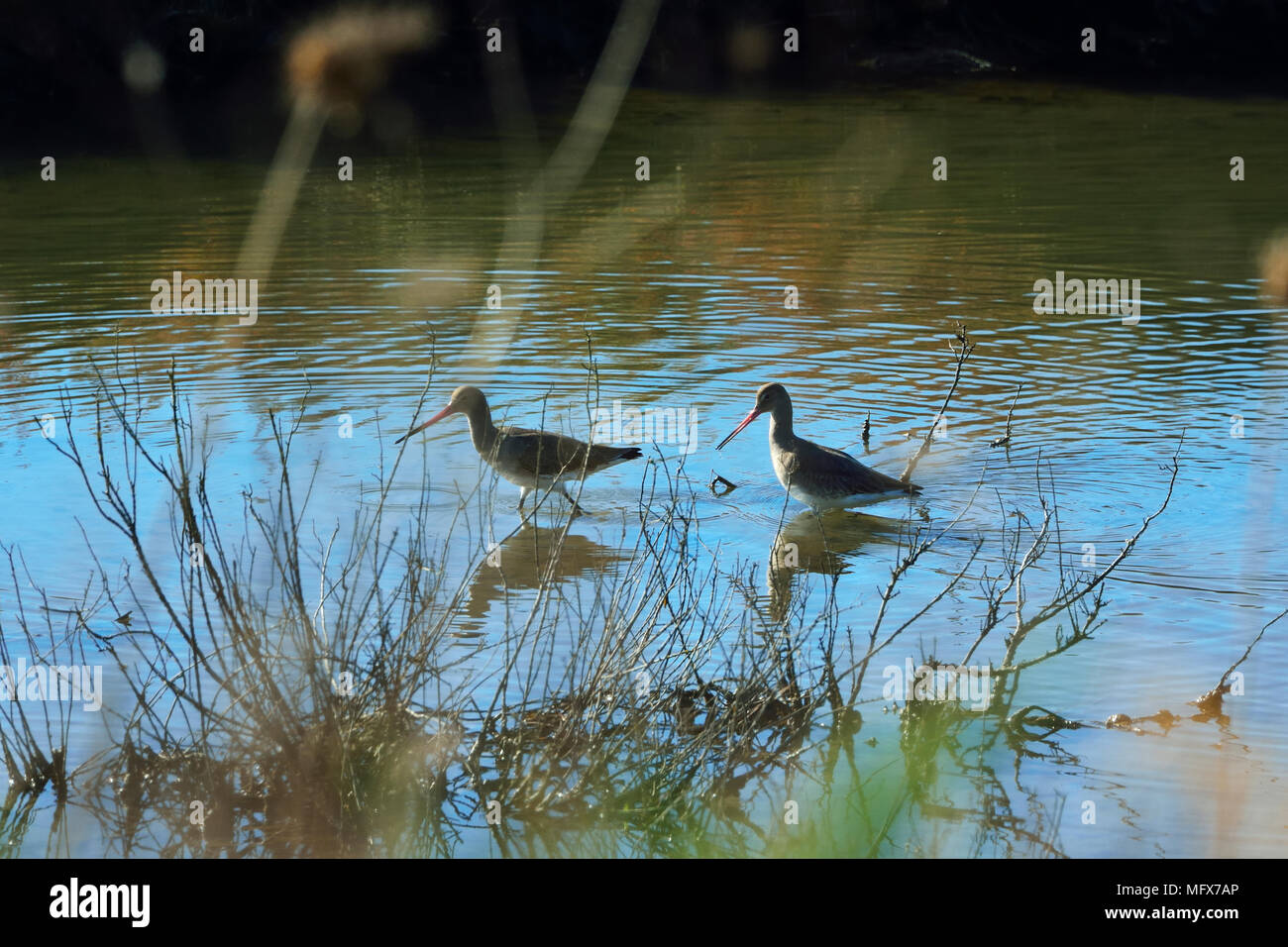 Blacktailed Godwit (Limosa limosa) in the Sado Estuary Nature Reserve