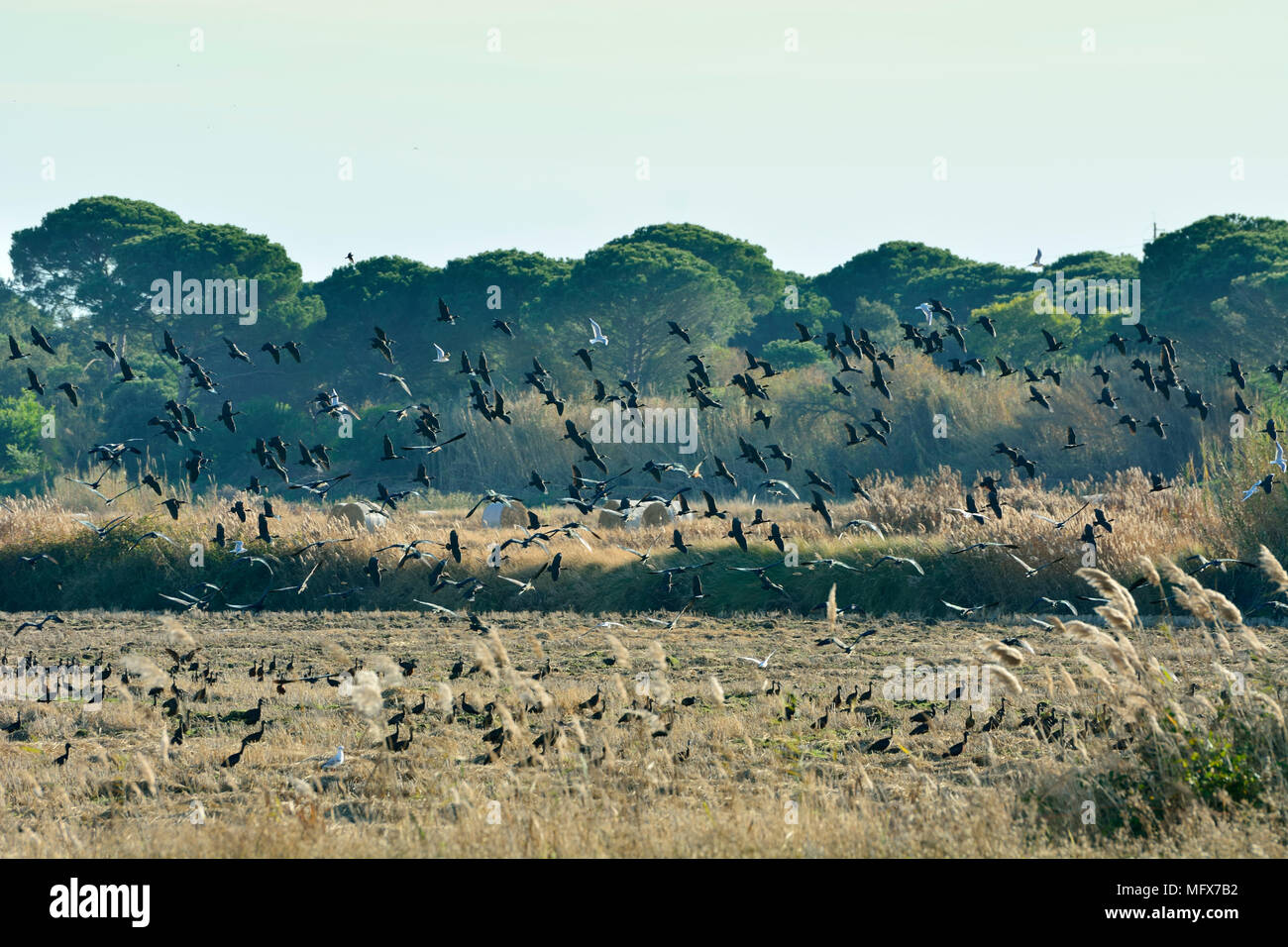 Glossy Ibis flock (Plegadis falcinellus) at the Sado Estuary Nature Reserve. Portugal Stock Photo
