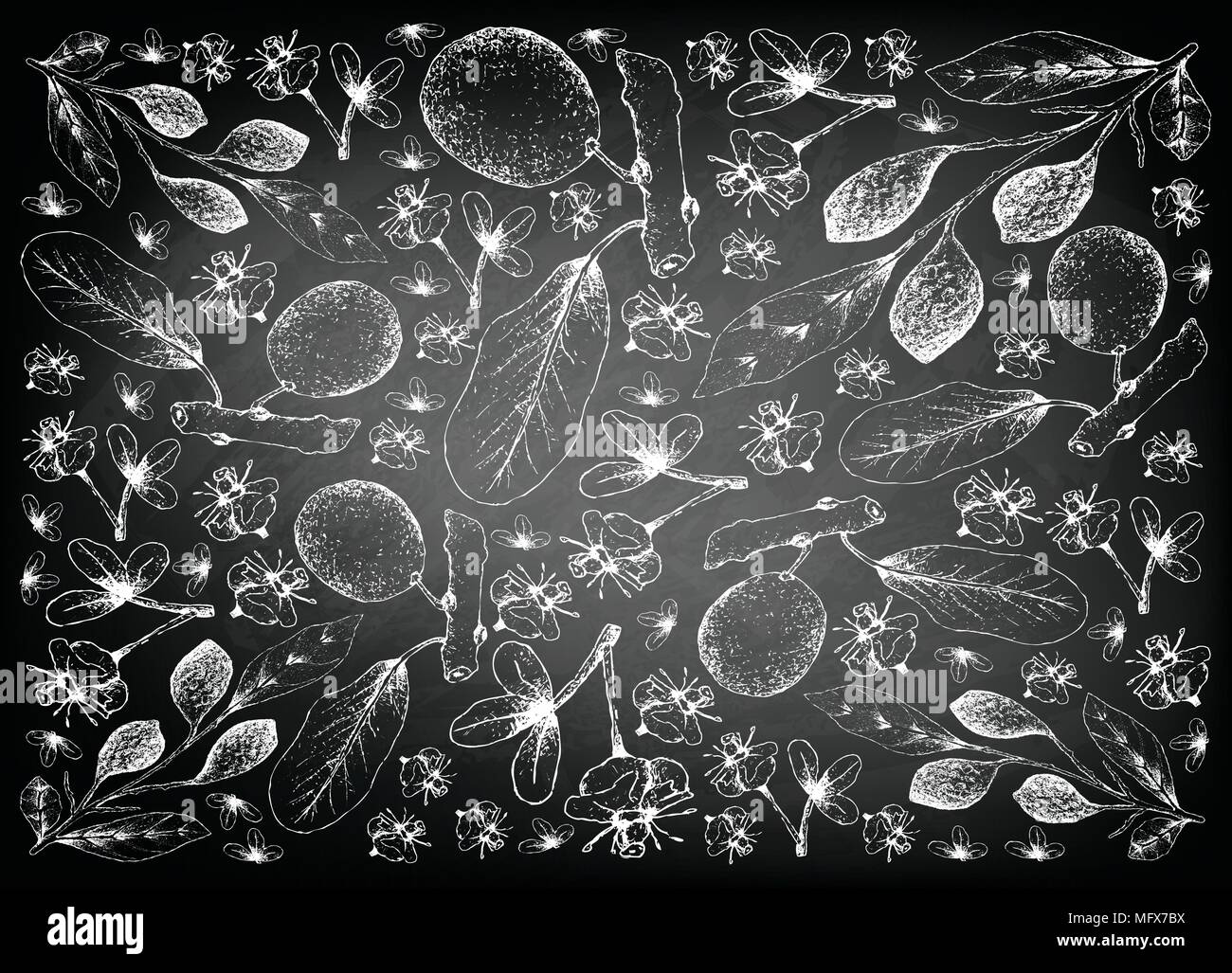 Tropical Fruits, Illustration Wallpaper Background of Hand Drawn Sketch Ripe Chebulic Myrobalan or Terminalia Cebula and Blushwood Berries or Hylandia Stock Vector