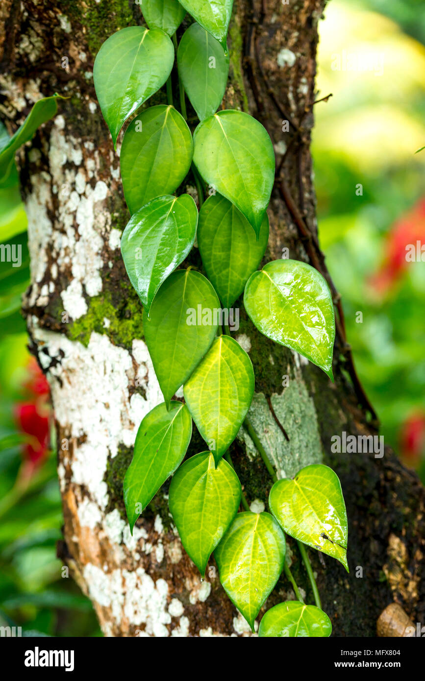 Green vine growing on tree in tropical garden as natural background Stock Photo