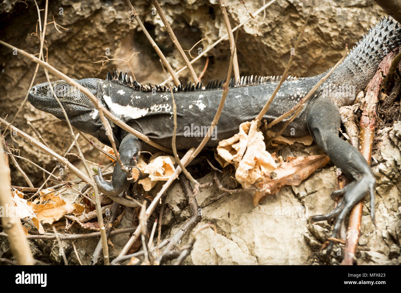 Lizard in Sumidero Canyon Chiapas Mexico Stock Photo