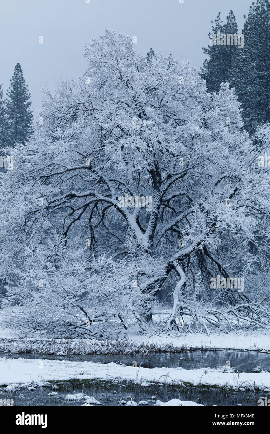 Snow covered trees in Yosemite Valley. California, Yosemite National ...