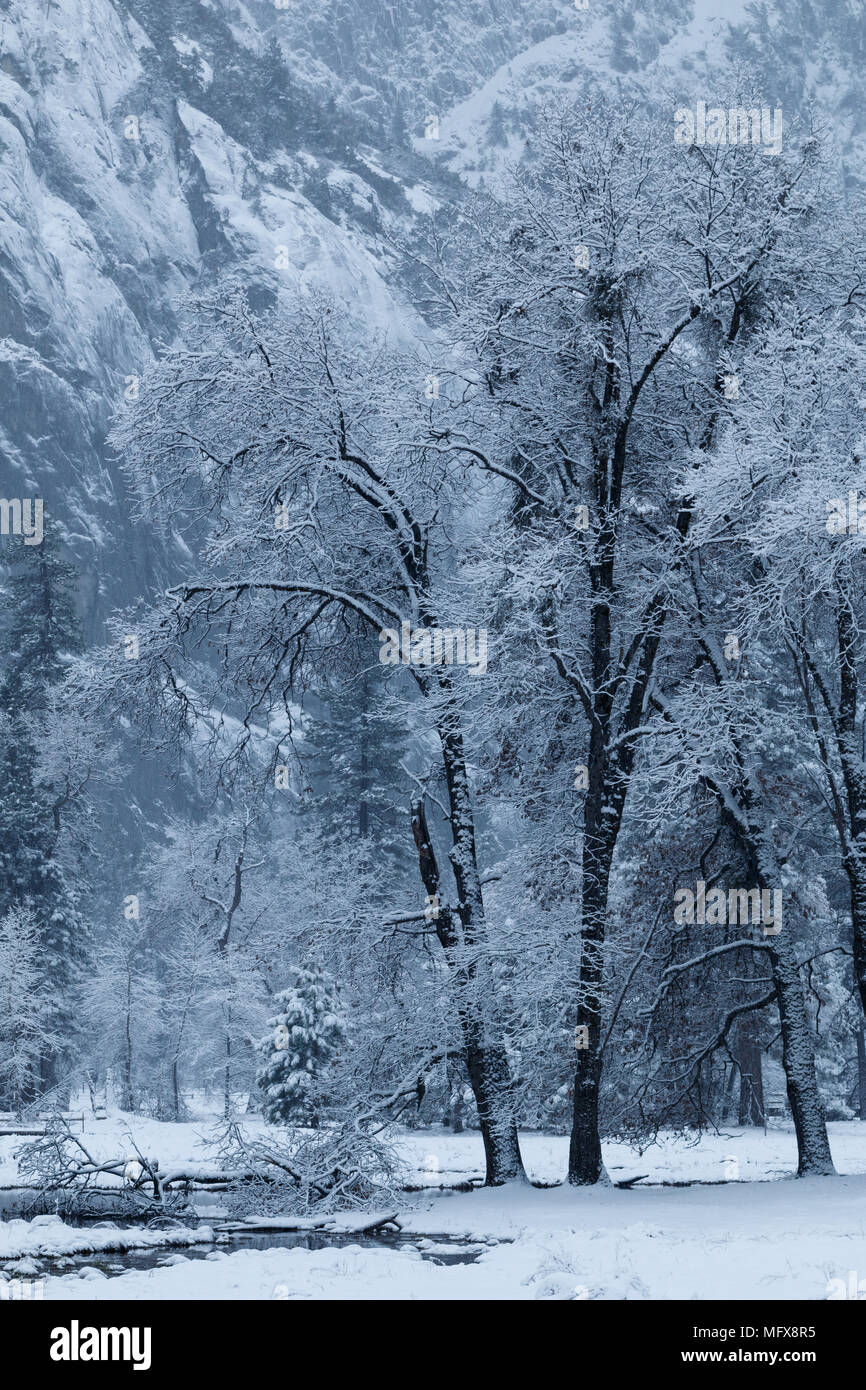Snow covered trees in Yosemite Valley. California, Yosemite National ...
