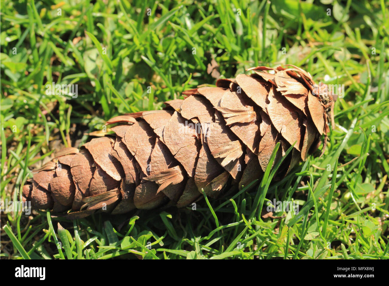 Fallen pine cone on soft green grass Stock Photo