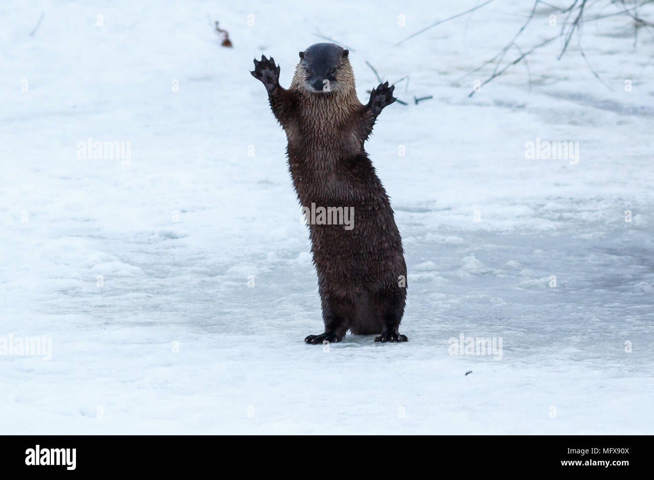 River otter standing and waving on the ice, California, Tulelake, Lower Klamath National Wildlife Refuge, Taken 01.17 Stock Photo