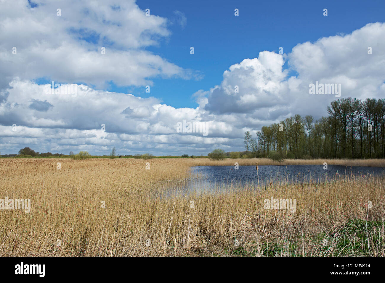 Lakenheath Fen, an RSPB nature reserve in Suffolk, England UK Stock