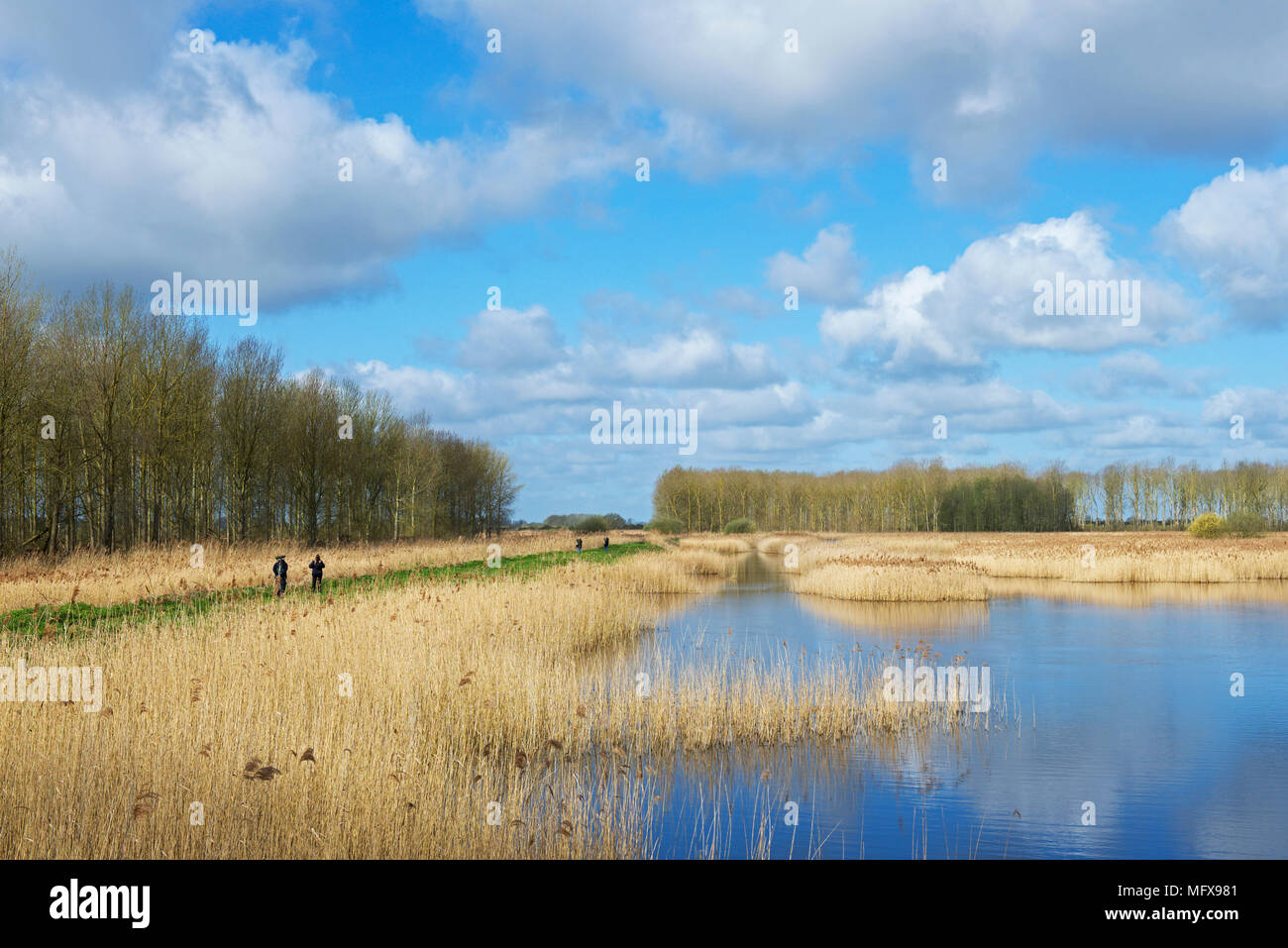 Lakenheath Fen, an RSPB nature reserve in Suffolk, England UK Stock