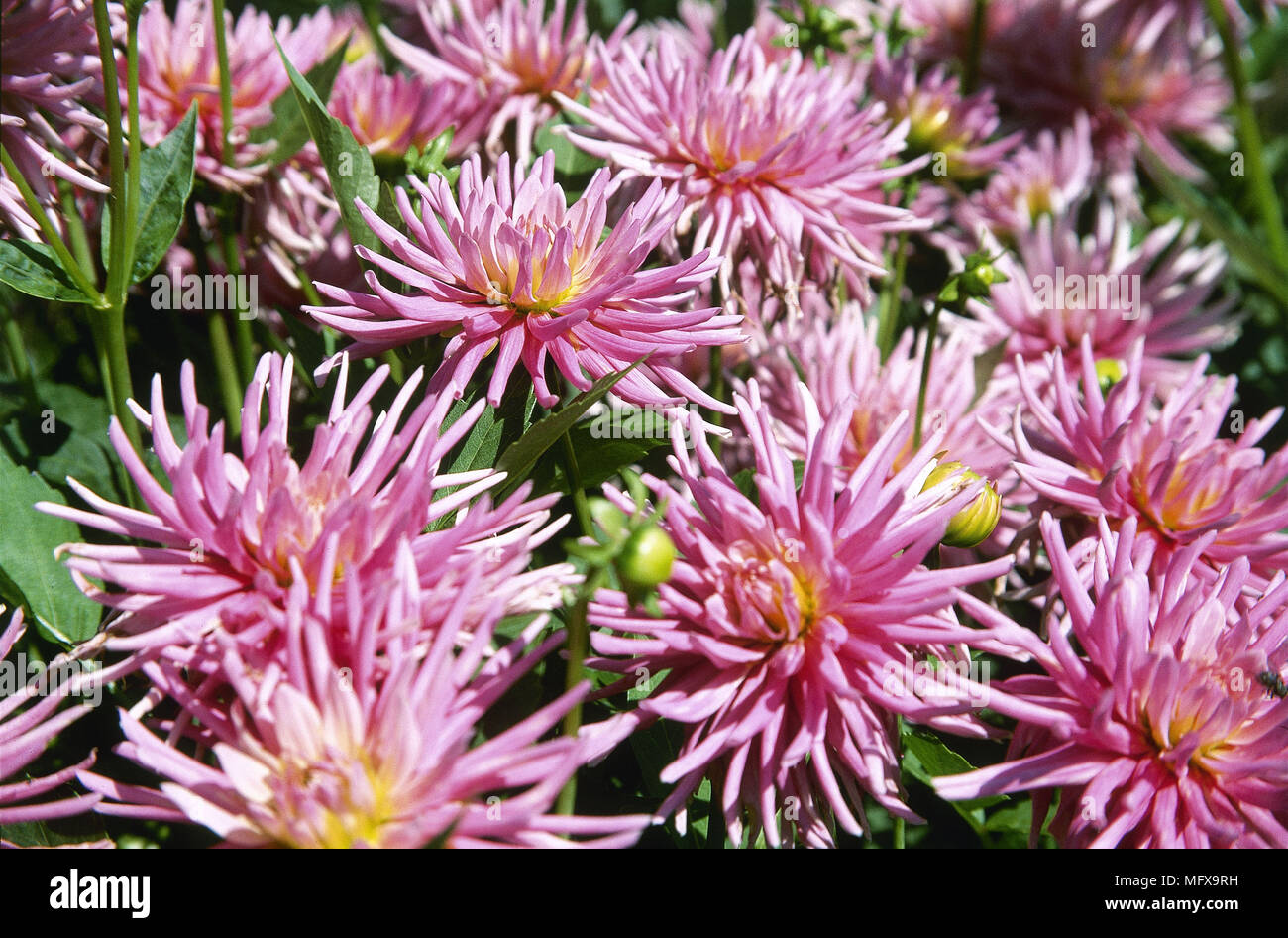 Horizontal image pink dahlia hi-res stock photography and images - Alamy