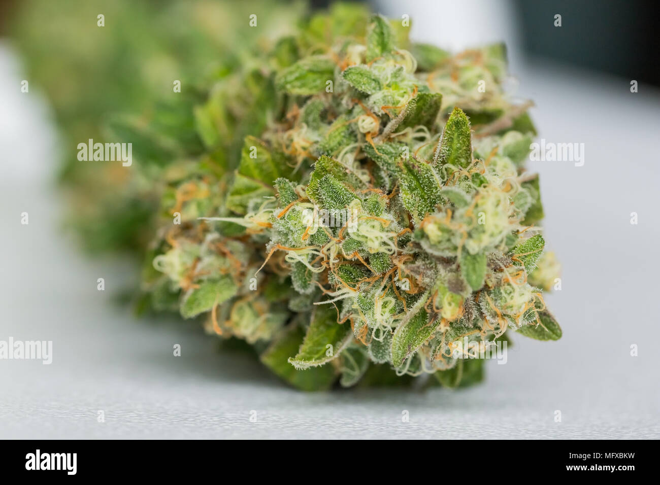 Shallow Depth Of Field With Selective Focus On The Resinous Flower