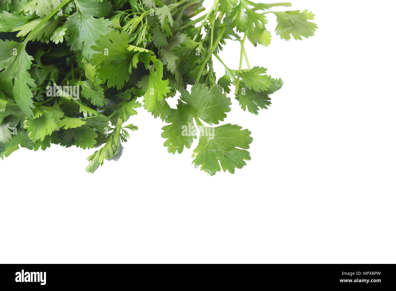 Fresh green cilantro, coriander leaves isolated on white background