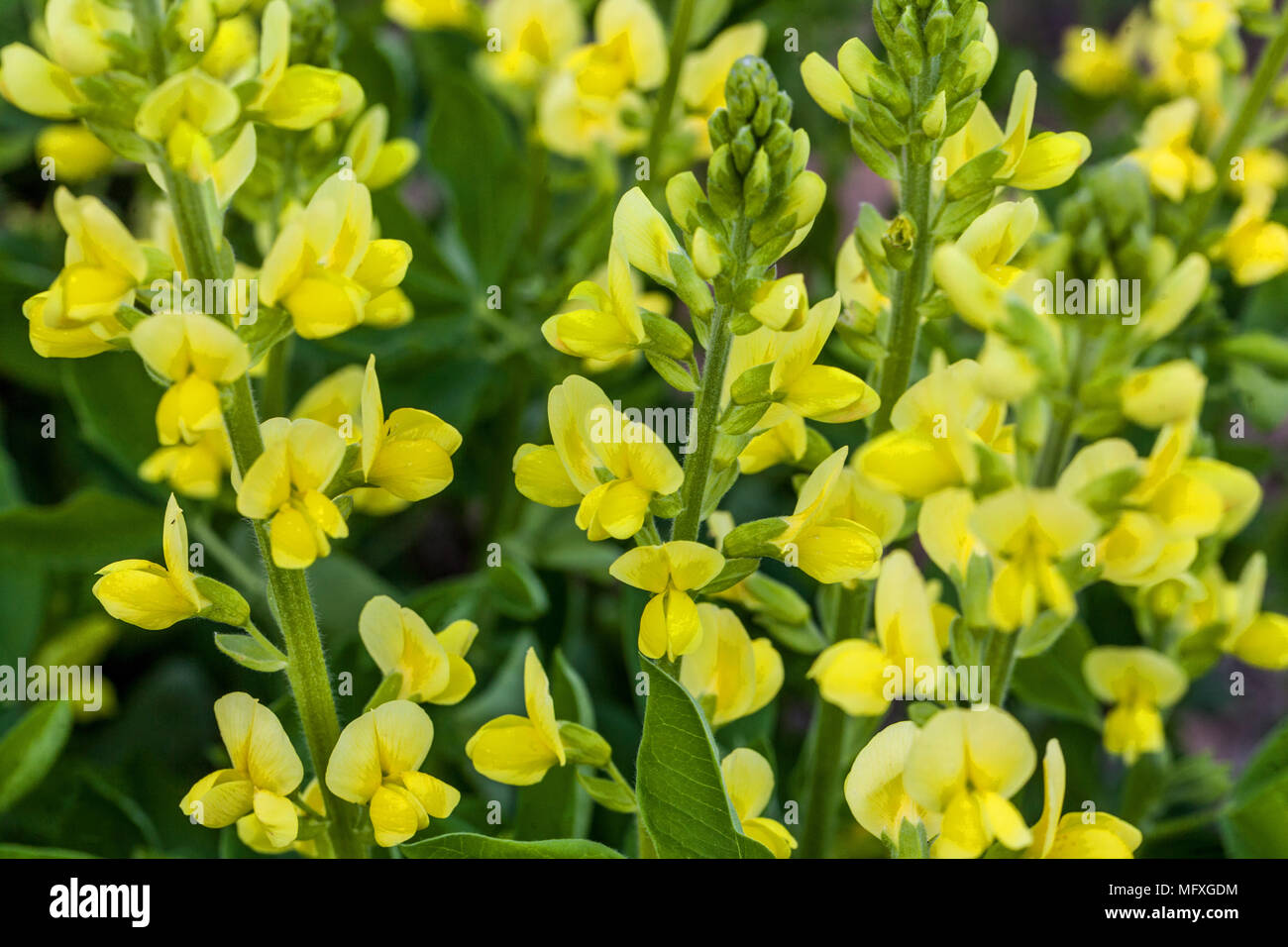 Thermopsis villosa or caroliniana, Carolina Lupine Stock Photo