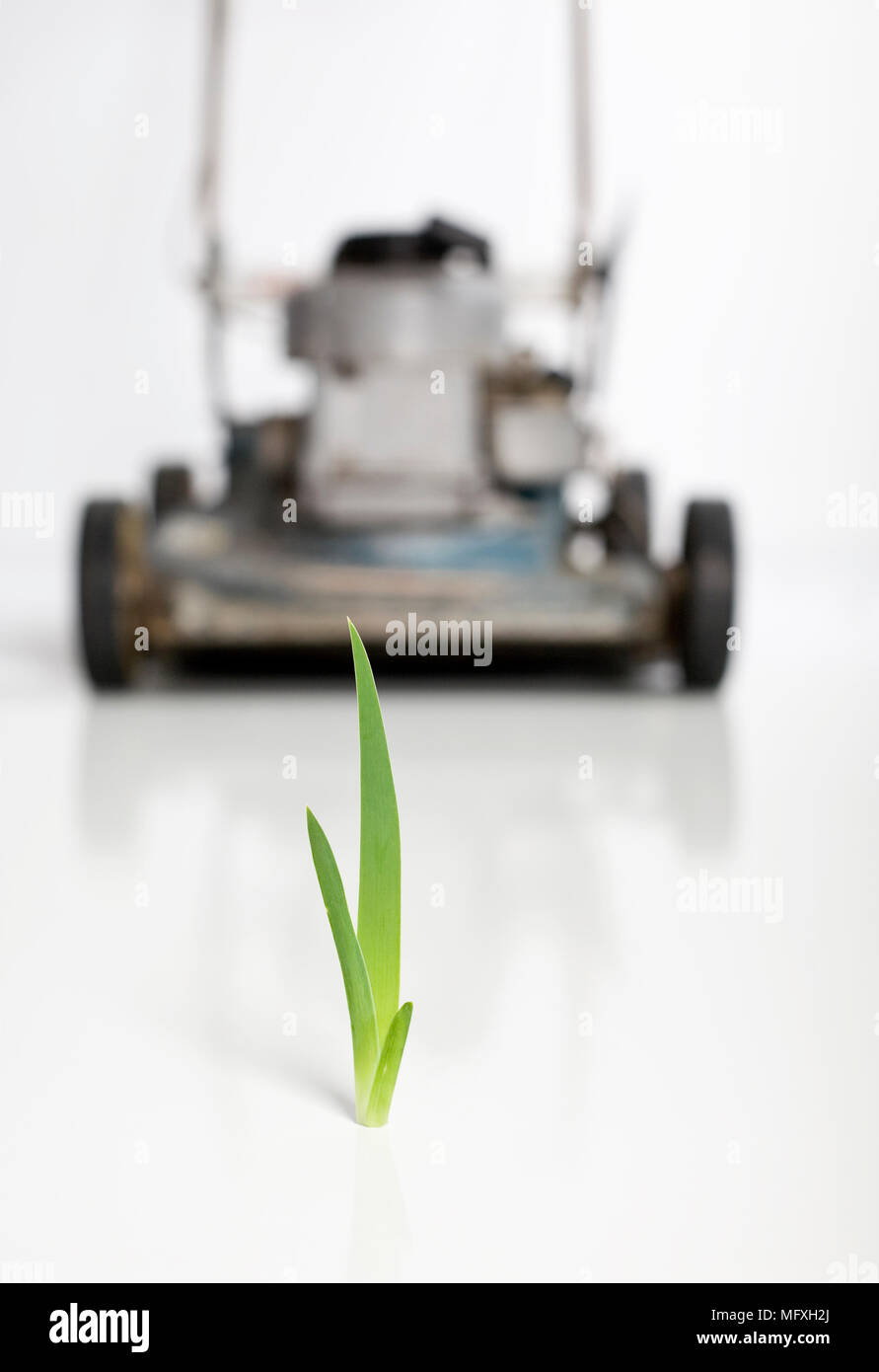 A sole blade of grass in a stand off with a lawnmower. Stock Photo