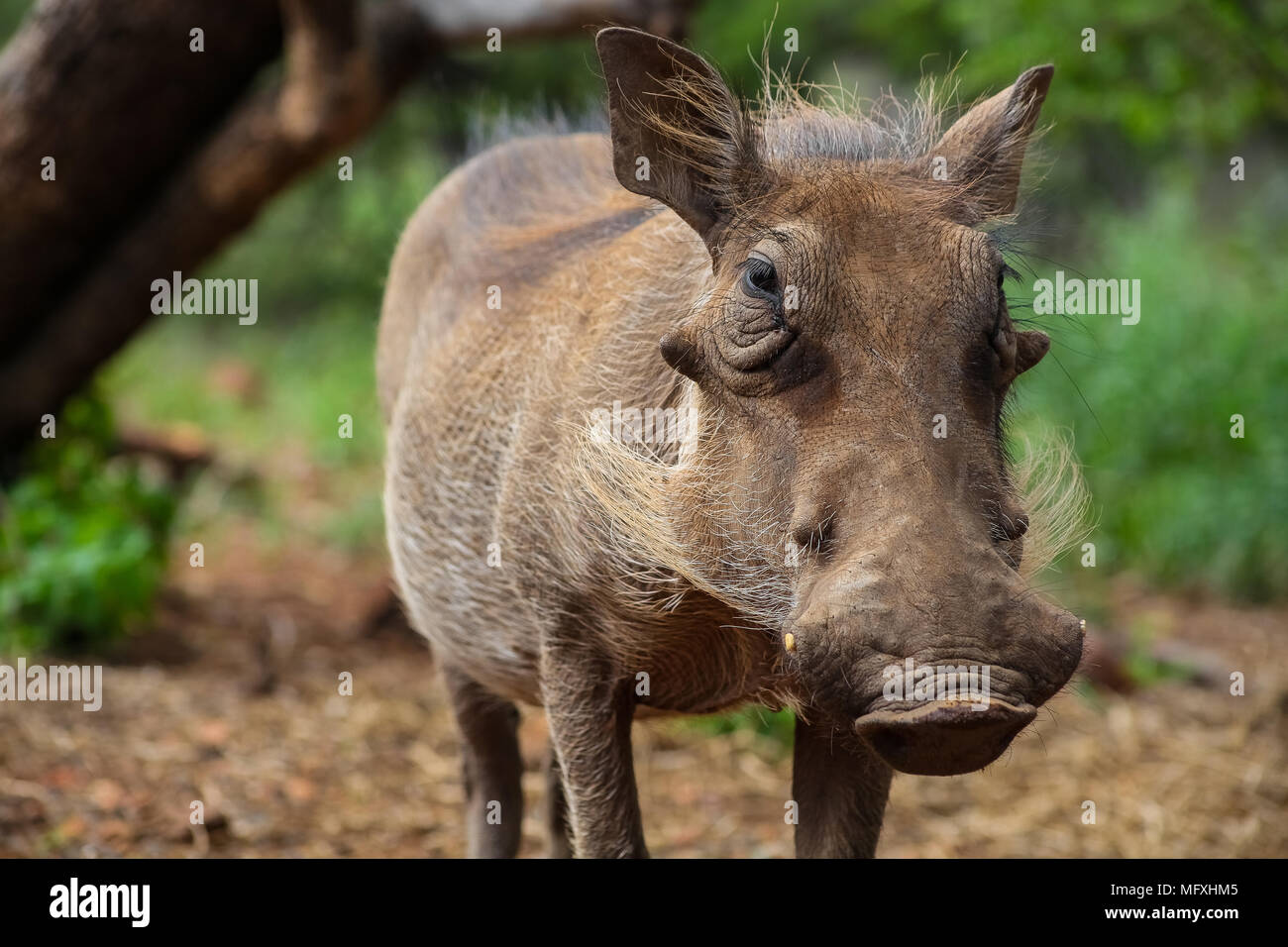 African Wild Boar High Resolution Stock Photography and Images Alamy