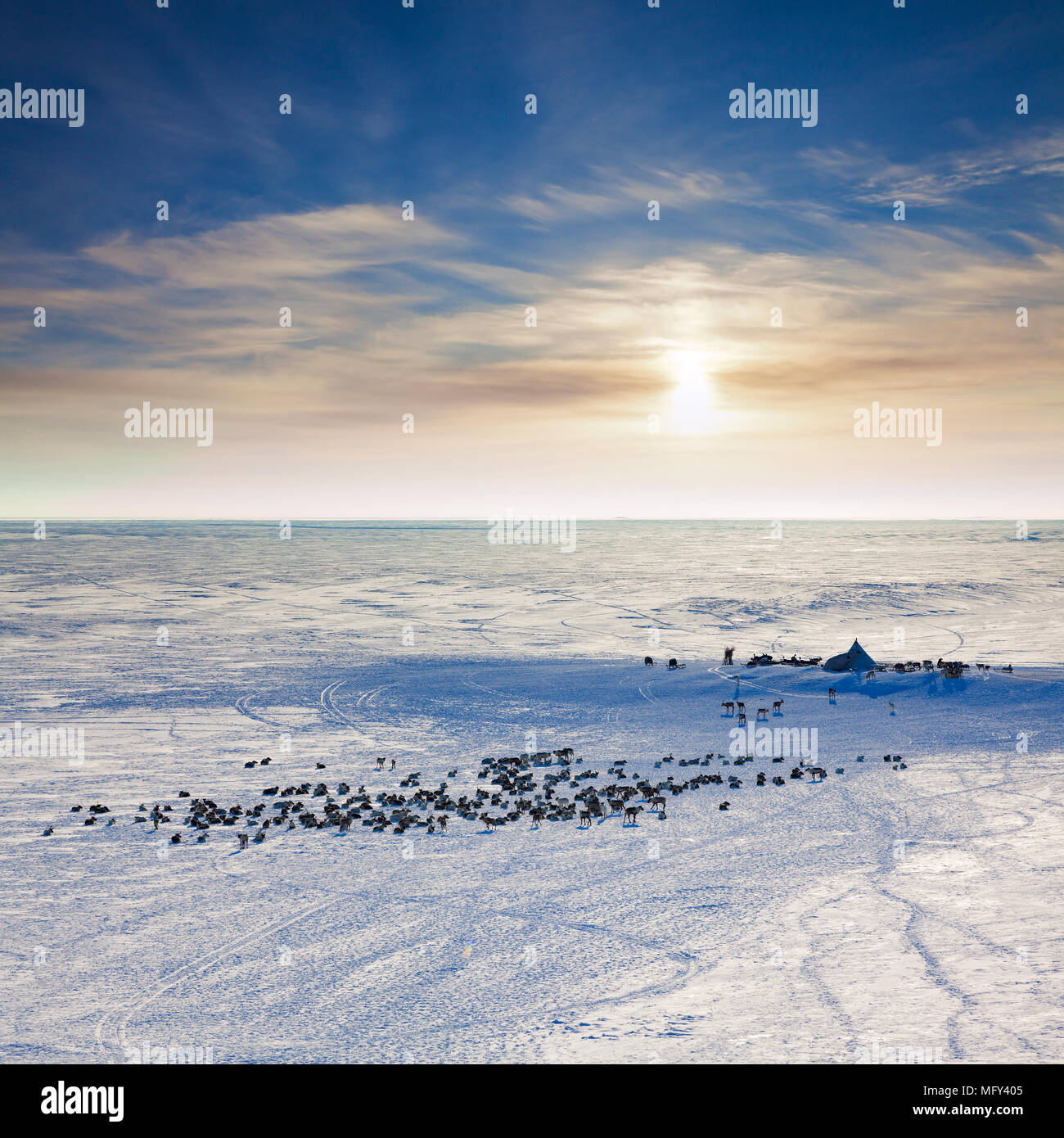 Reindeer graze in the tundra around of nomadic yurt next to of polar circle at a cold winter day. Stock Photo