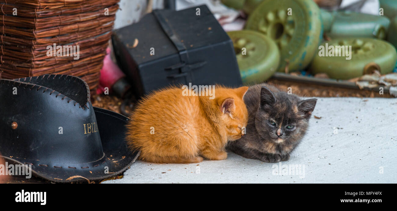 Super cute small kittens, cats from the same litter sit sleepy, yawning in the yard.Blue-eyed lovely cats posing in the garden. Adorable furry animals Stock Photo