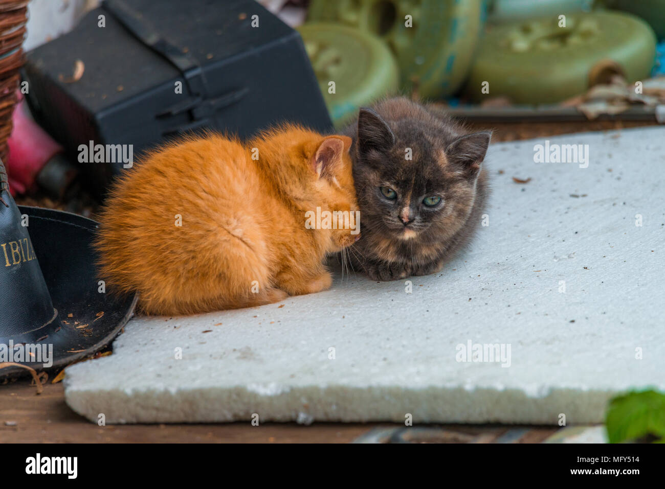 Super cute small kittens, cats from the same litter sit sleepy, yawning in the yard.Blue-eyed lovely cats posing in the garden. Adorable furry animals Stock Photo