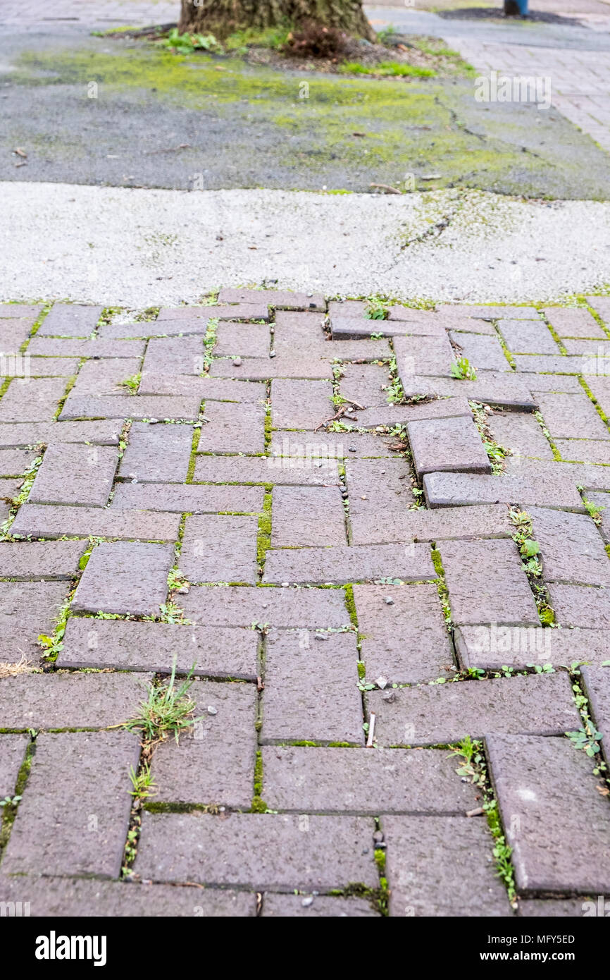 Uneven pavement. Damaged block paving due to tree root growth, Nottingham, England, UK Stock Photo