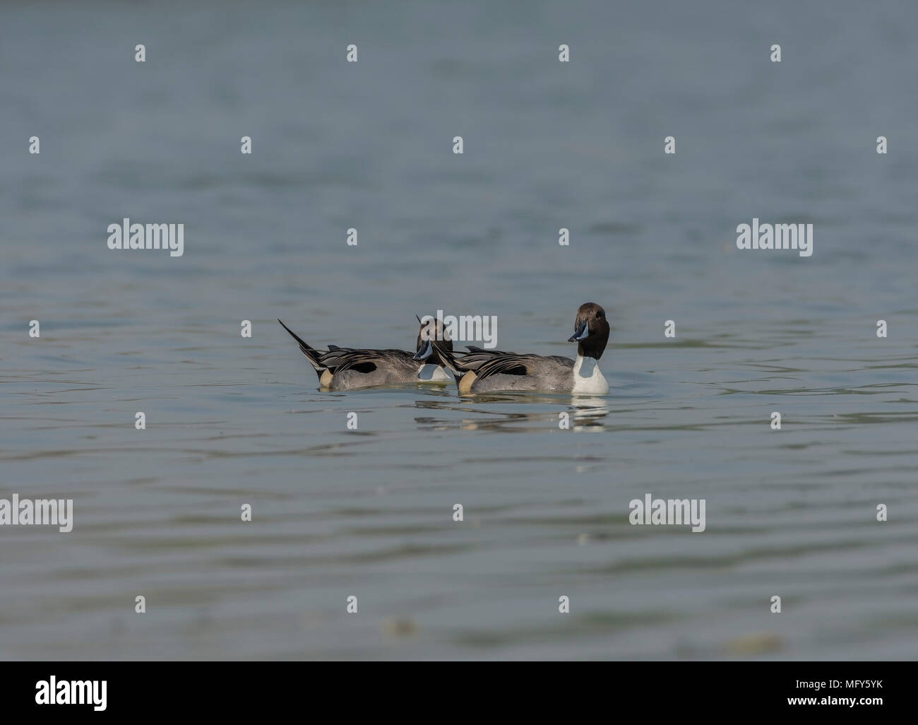 Male Northern Pintail's (Anas acuta) In Lake. Stock Photo