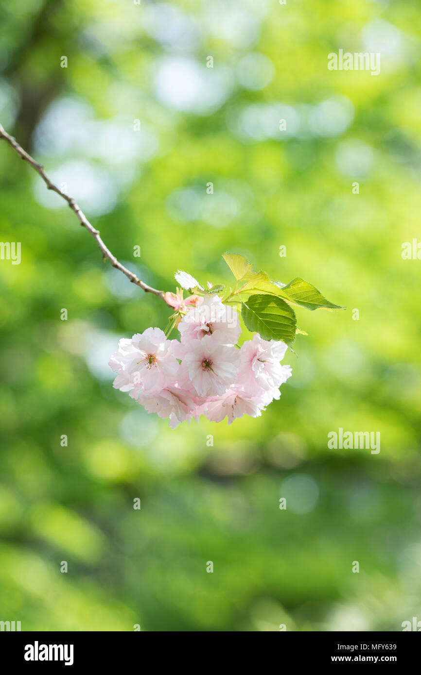 Prunus ‘Ichiyo ’. Japanese Cherry Tree ‘Ichiyo ’ blossom. UK Stock