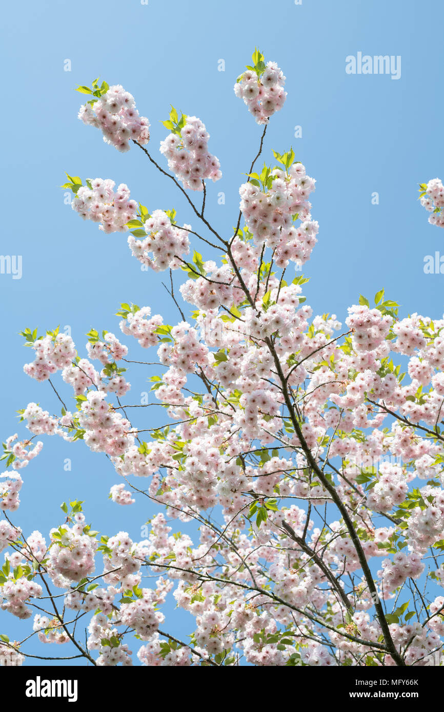 Prunus ‘Ichiyo ’. Japanese Cherry Tree ‘Ichiyo ’ blossom. UK Stock Photo
