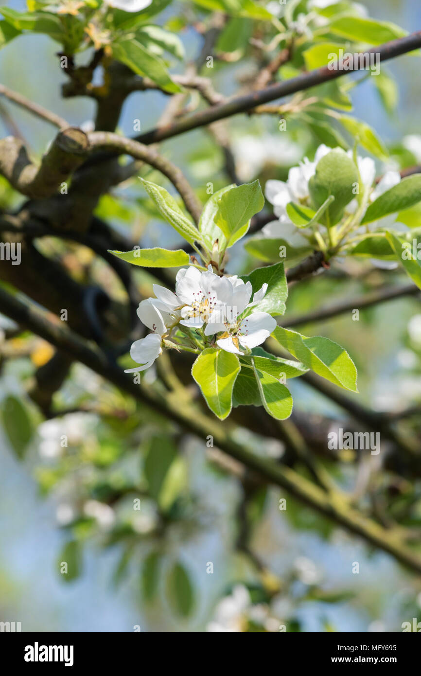 Pyrus communis ‘Beth’. Pear tree blossom Stock Photo
