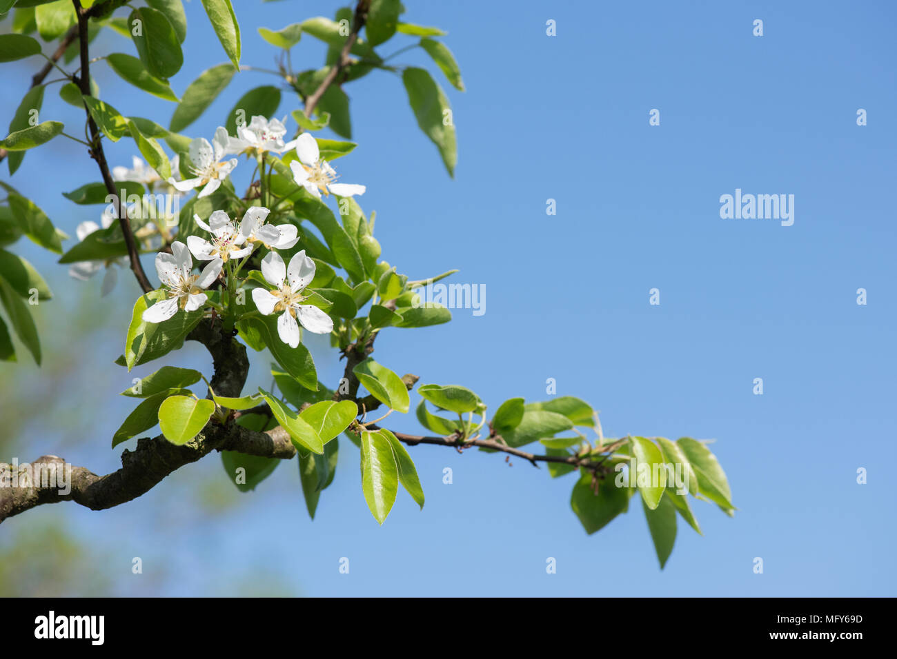 Pyrus communis ‘Onward’. Pear tree blossom Stock Photo