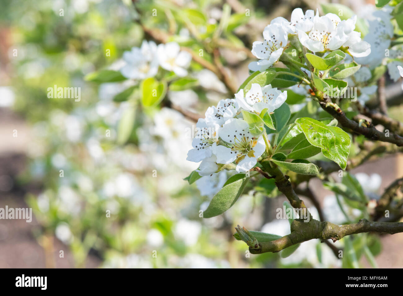 Pyrus communis ‘Williams Bon Chretien’. Pear tree blossom Stock Photo
