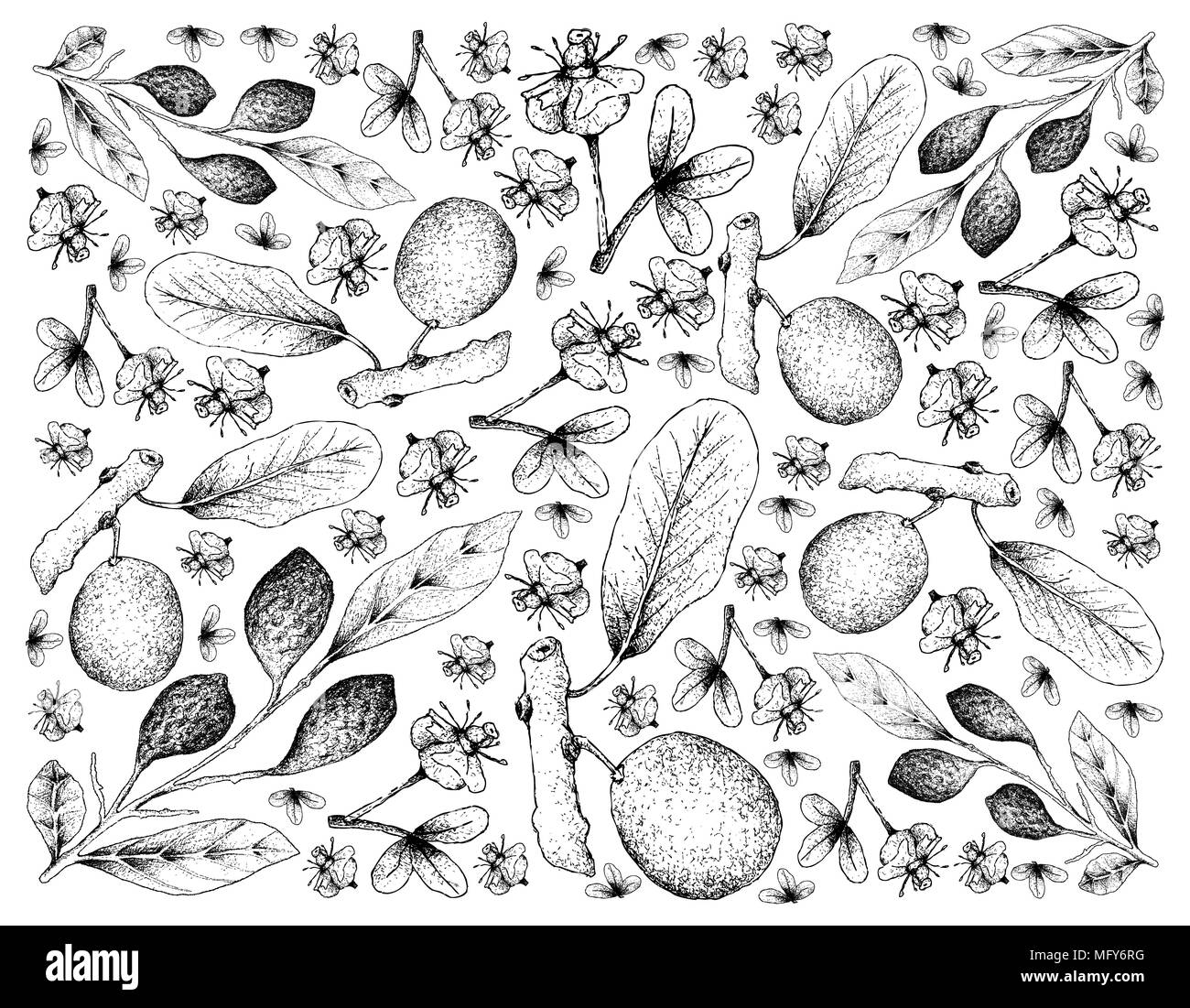 Tropical Fruits, Illustration Wallpaper Background of Hand Drawn Sketch Ripe Chebulic Myrobalan or Terminalia Cebula and Blushwood Berries or Hylandia Stock Photo