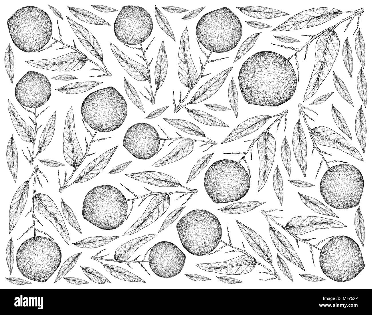 Mango Tree Black And White Stock Photos Images Alamy