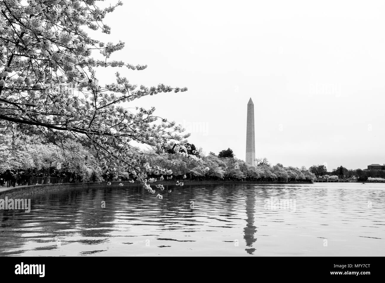 Washington Monument surrounded by cherry blossoms in peak season. Spring time in Washington DC. Stock Photo