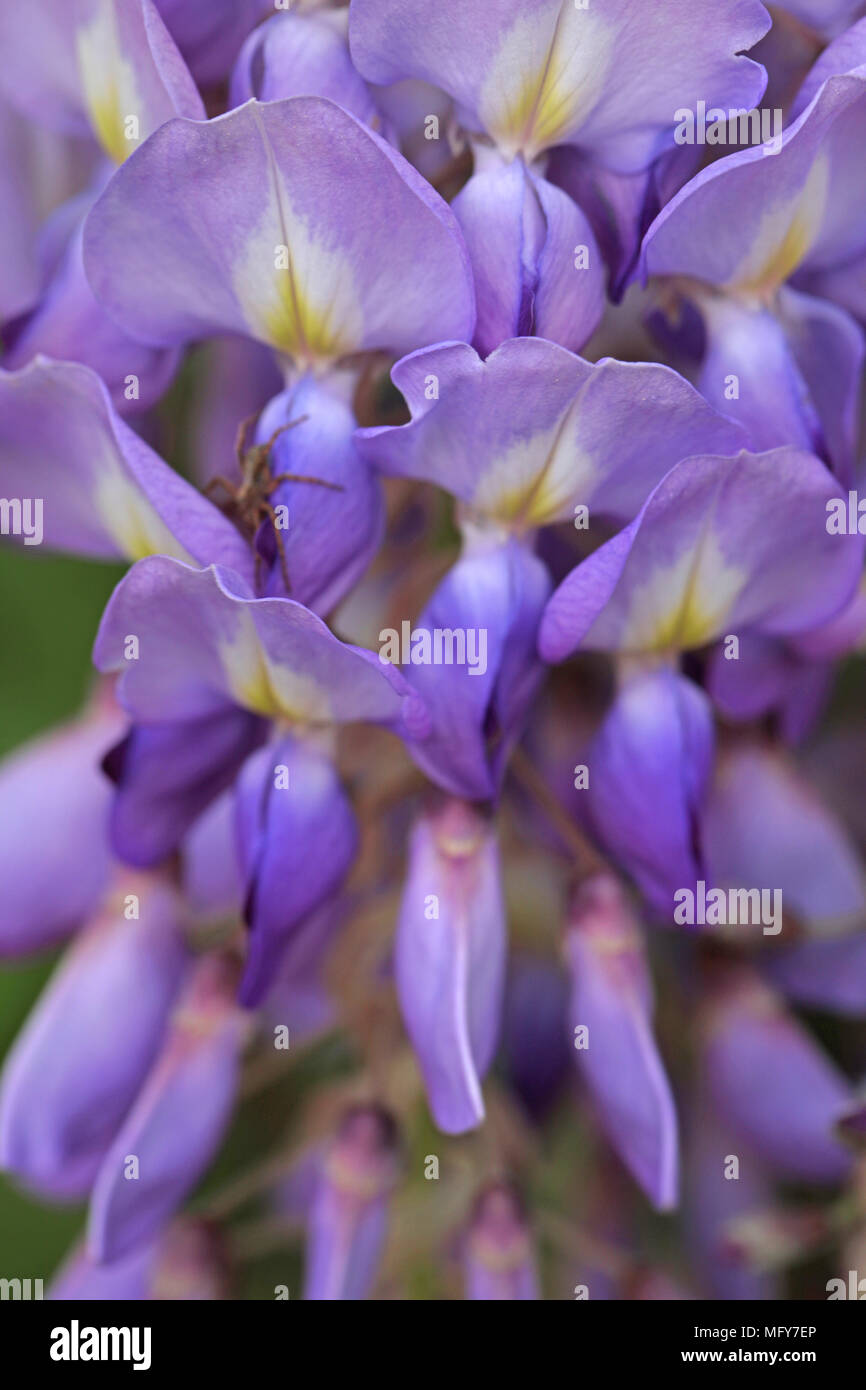 Blooming wisteria Stock Photo Alamy