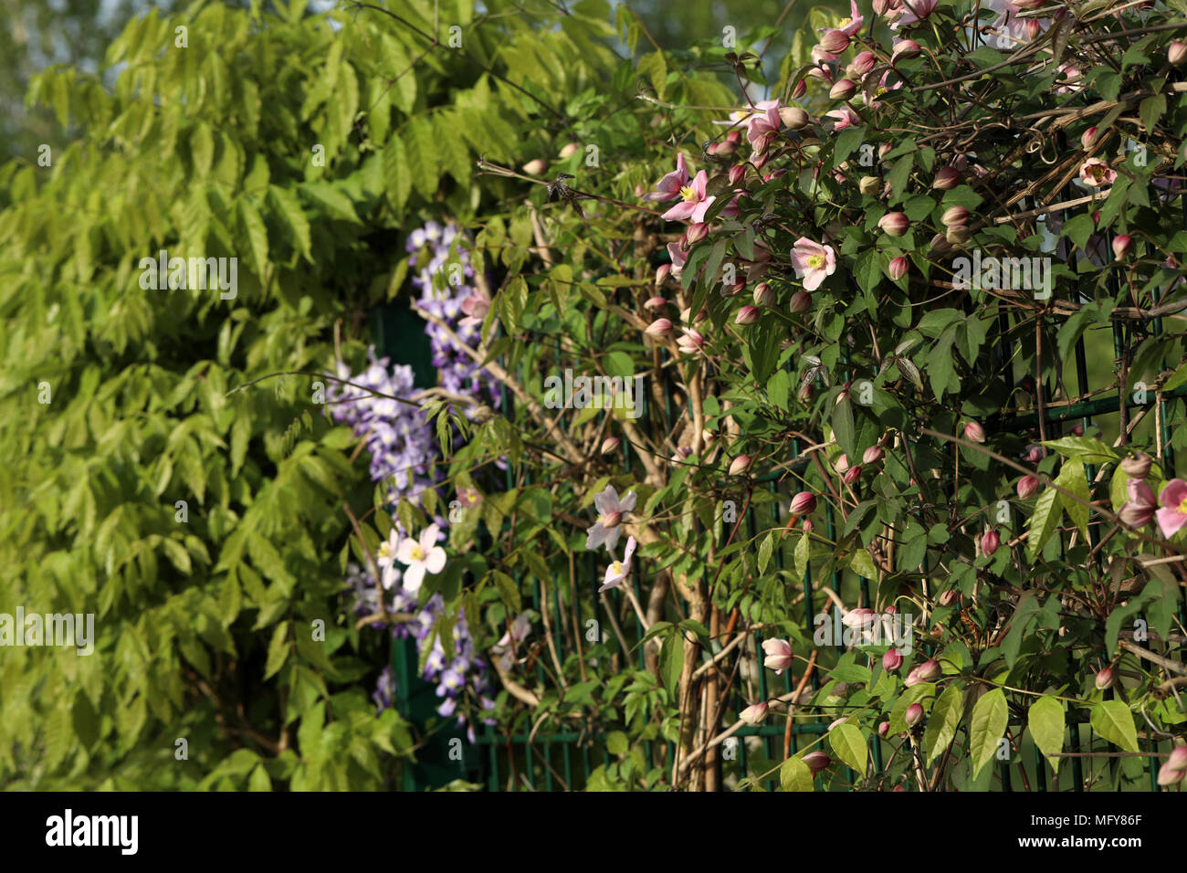 Wisteria and clematis Stock Photo