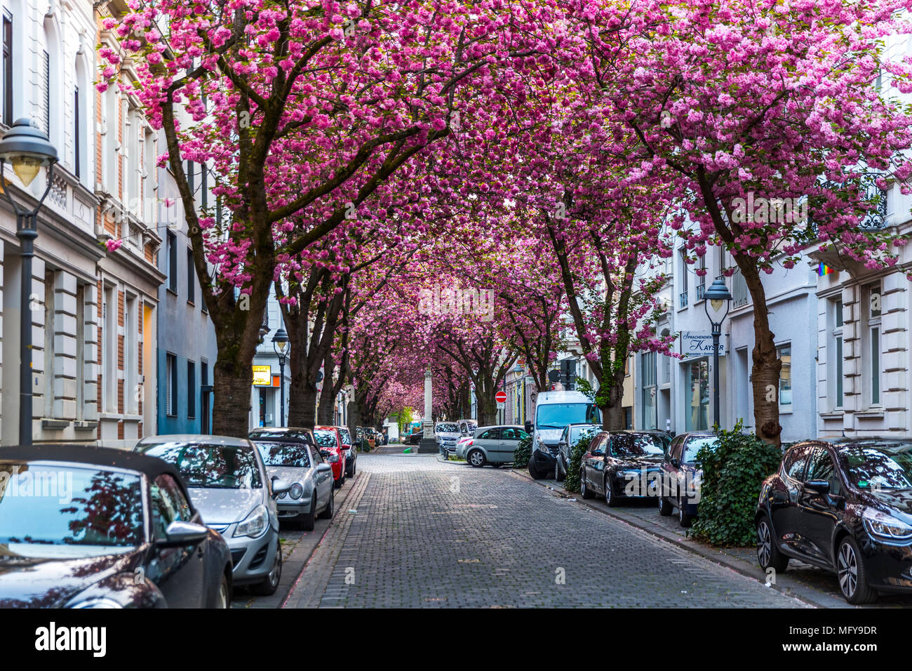 BONN, GERMANY - APRIL 21, 2018: Heerstrasse or Cherry Blossom Avenue during peak of sakura blossom in April Stock Photo