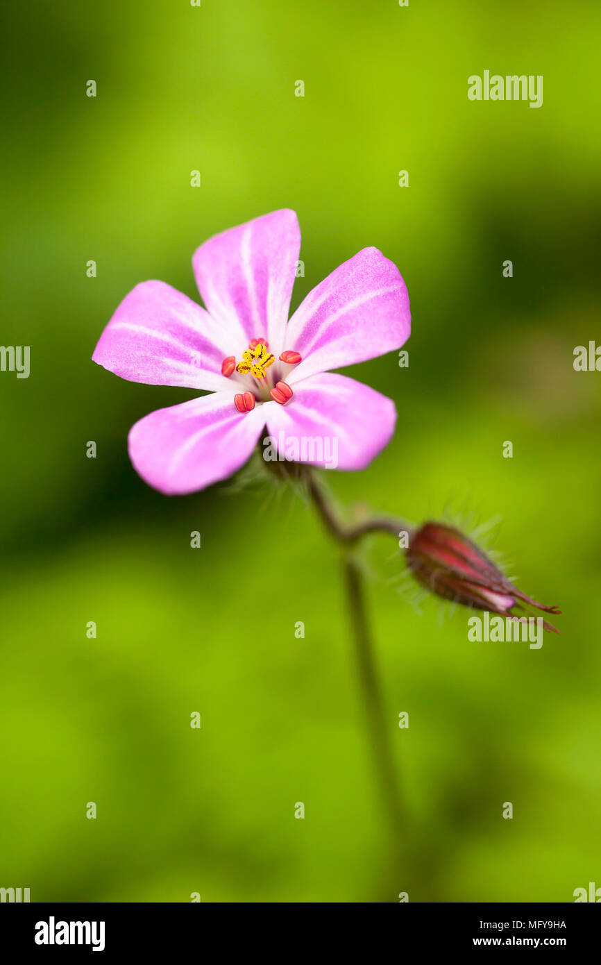 Close up of the wildflower Geranium robertianum also known as Herb-Robert. Stock Photo