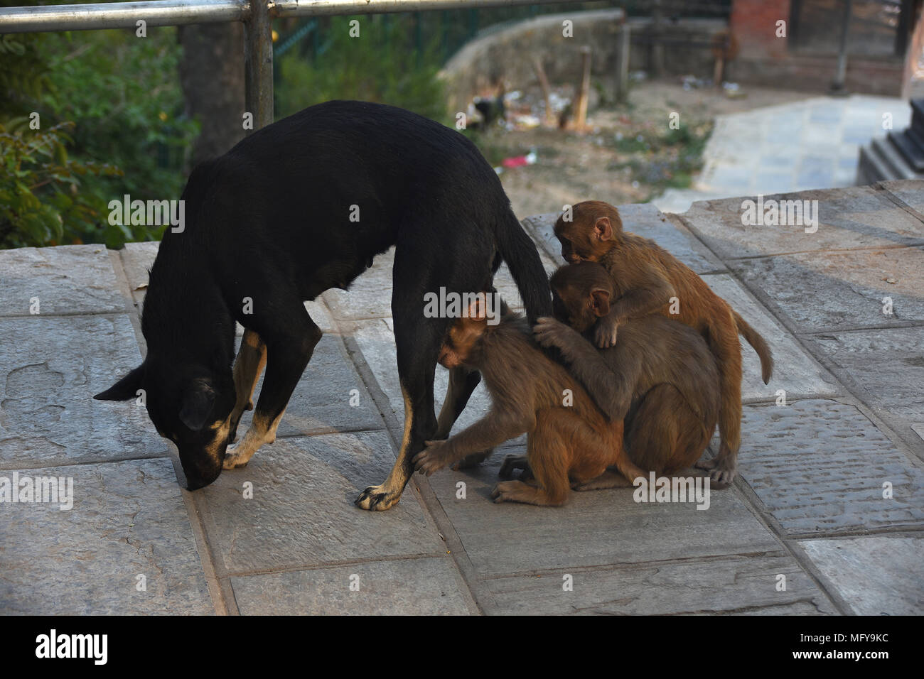 Monkeys examine dog, Kathmandu, Nepal Stock Photo