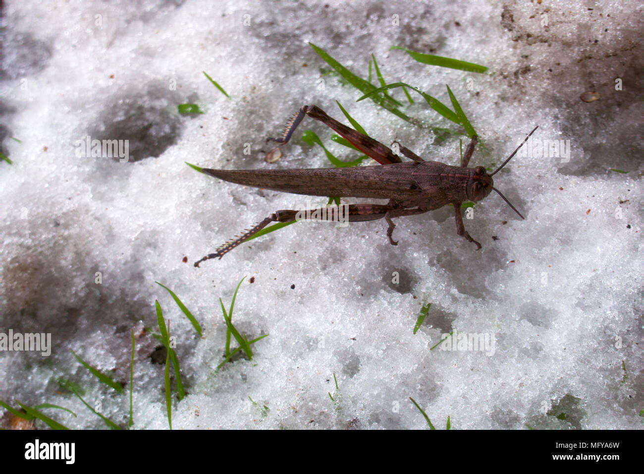 Snow fell on green grass and grasshopper did not have time to spend winter. Sudden transition from autumn to winter, pre-winter season, first snow, fr Stock Photo