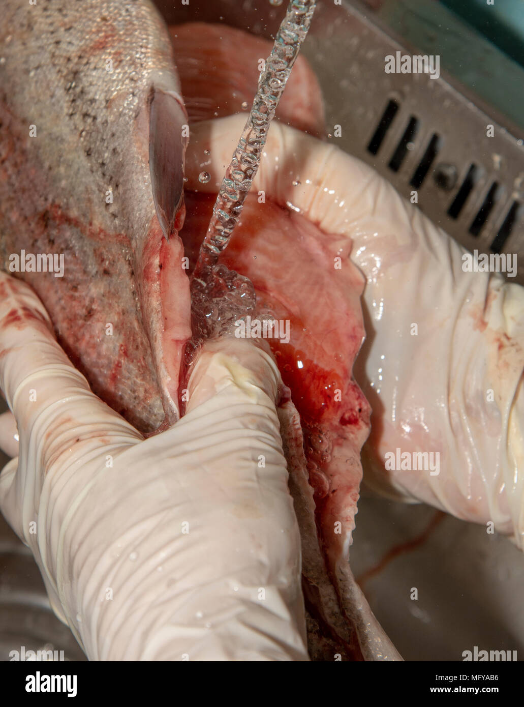 Rinsing freshly cleaned rainbow trout with water Stock Photo