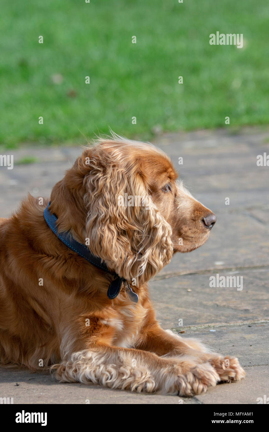 Sprocker sitting on garden patio Stock Photo
