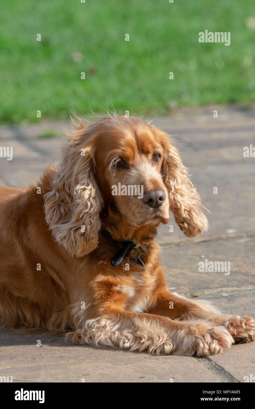 Sprocker sitting on garden patio Stock Photo