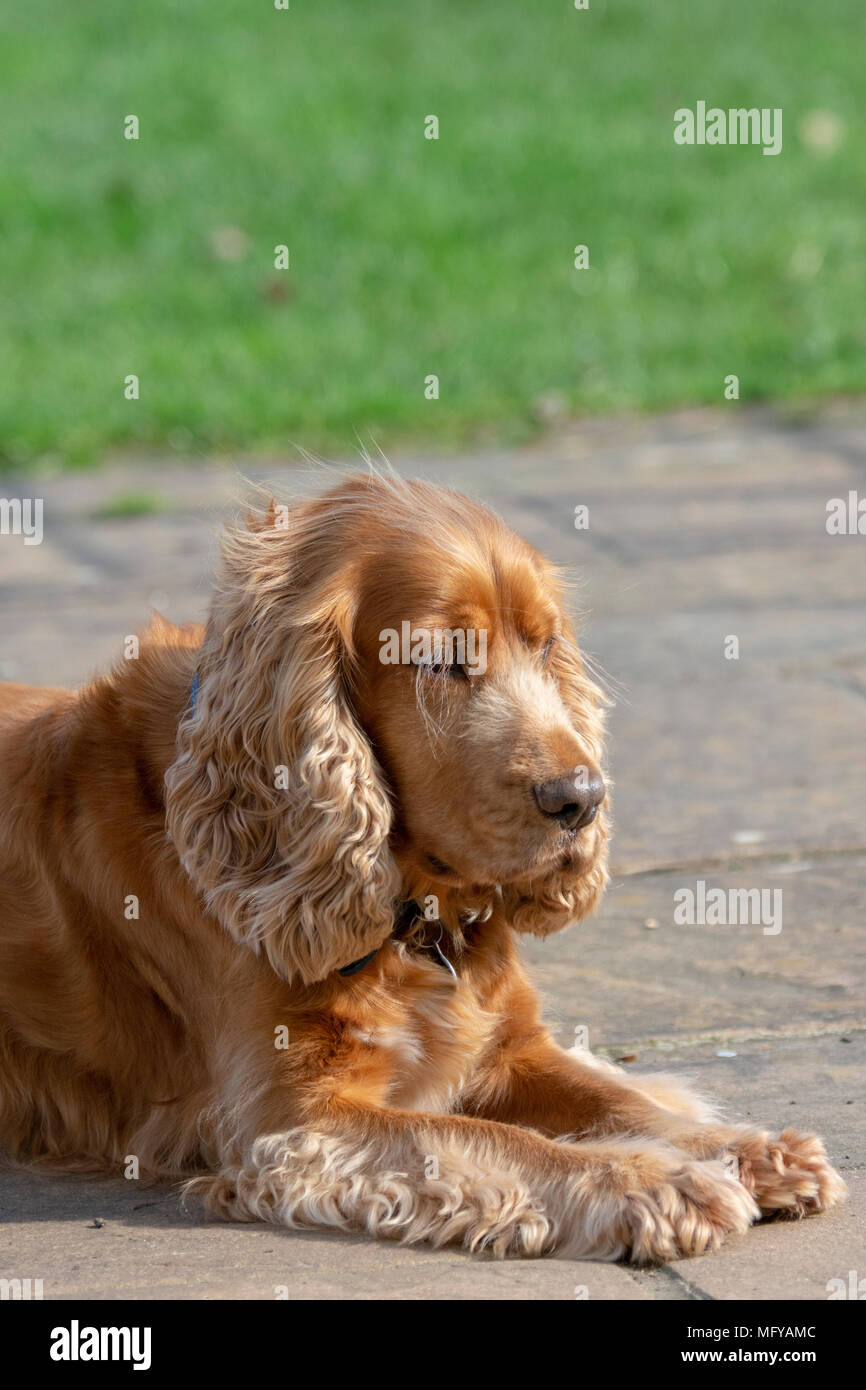 Sprocker sitting on garden patio Stock Photo