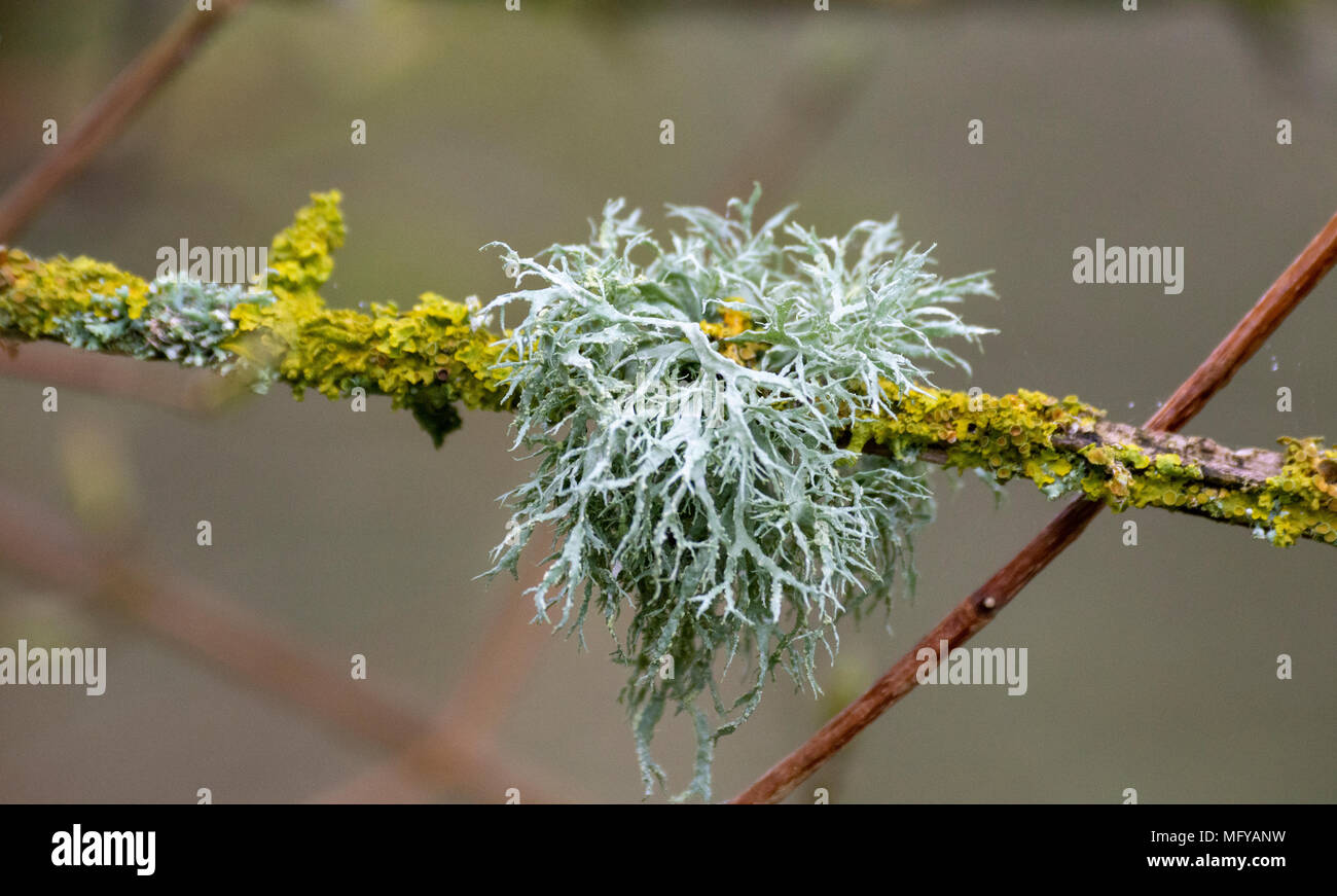 Ramalina farinacea and Yellow Scale lichens on twig Stock Photo