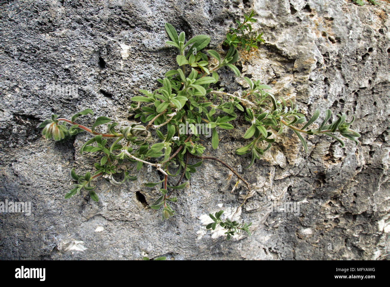 Plants grow from stone. Shell stone (chalkstone; fossil rock
