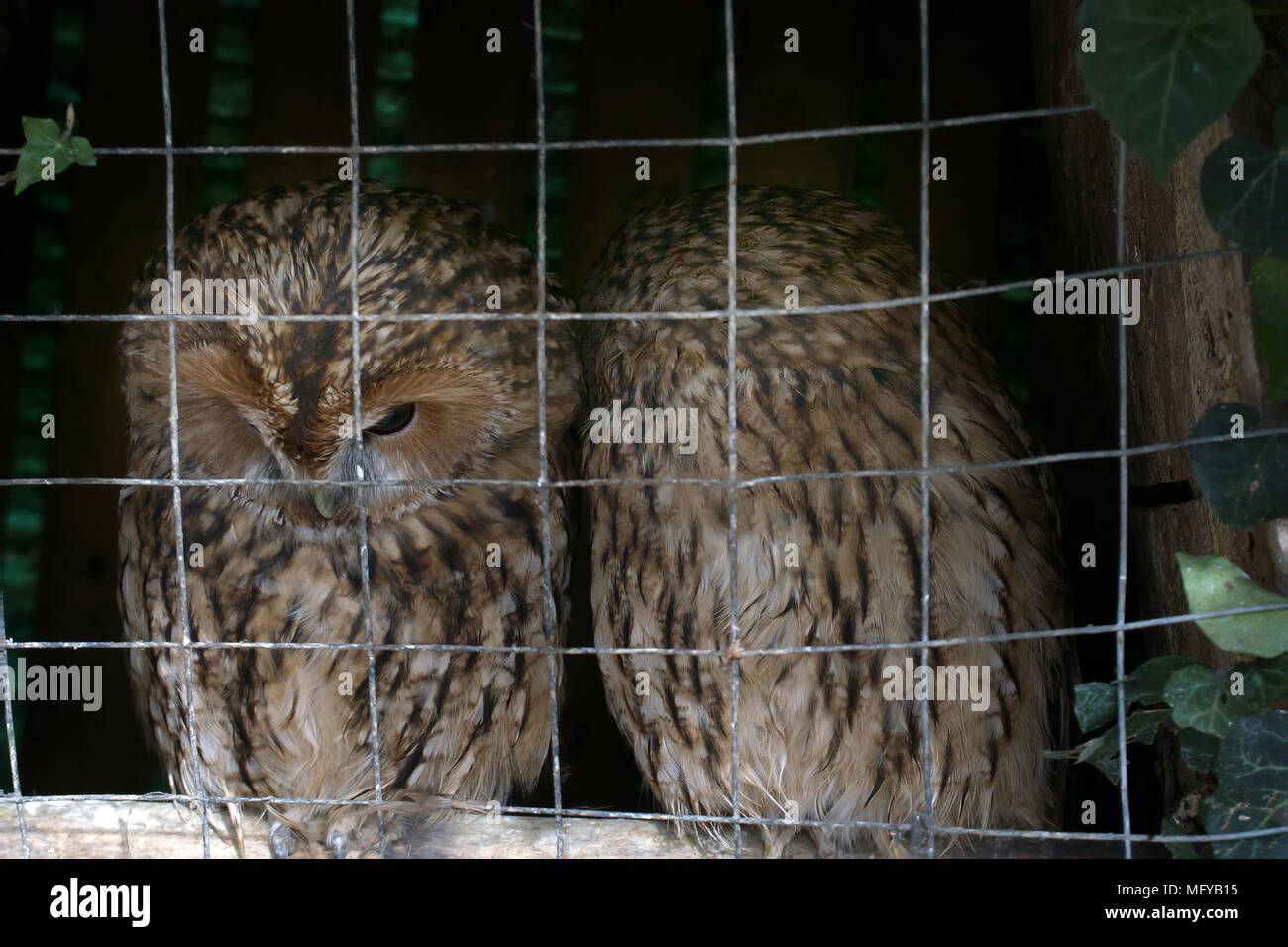 Animals in captivity. Pair of owls (Scops owl) in small private zoo