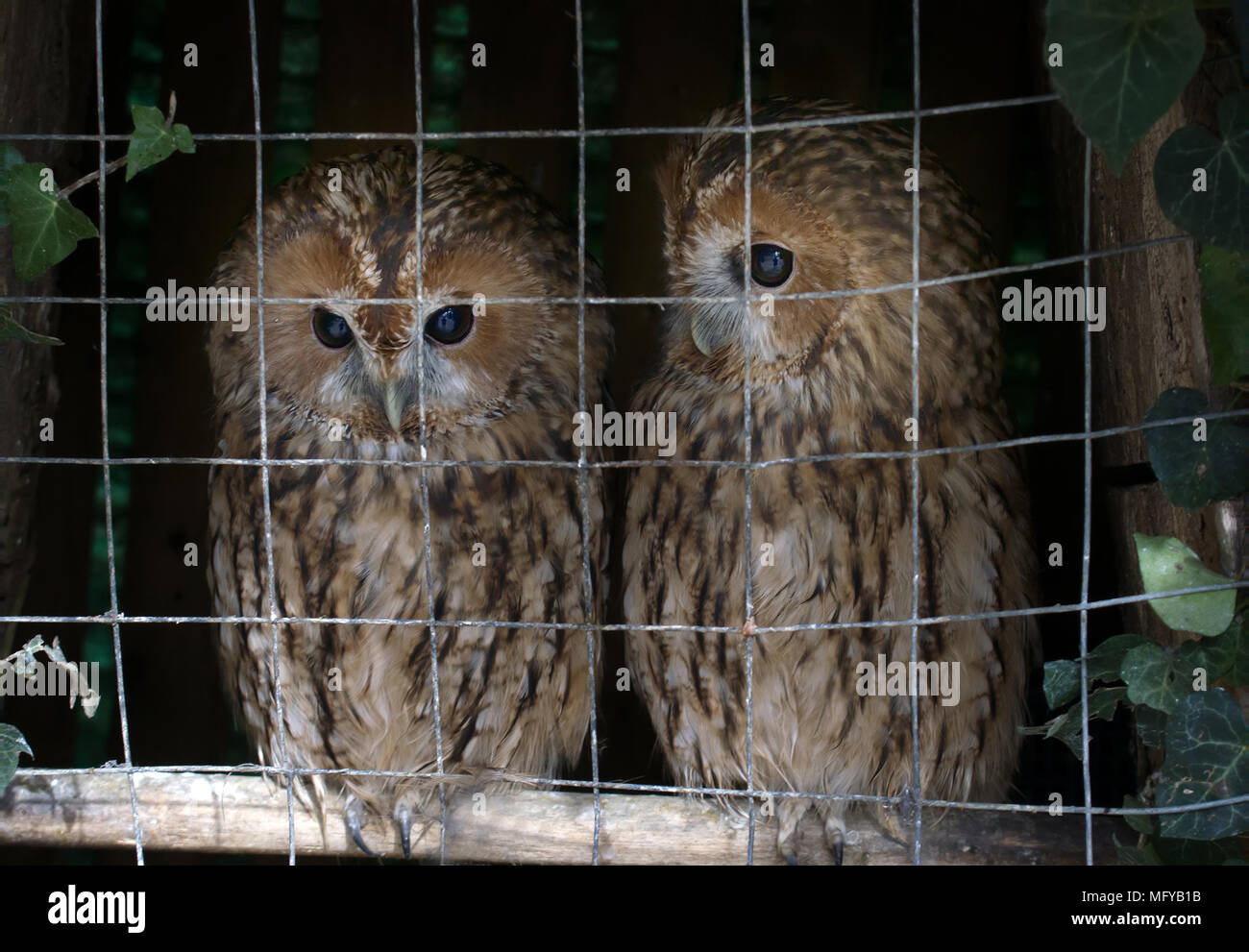 Animals in captivity. Pair of owls (Scops owl) in small private zoo