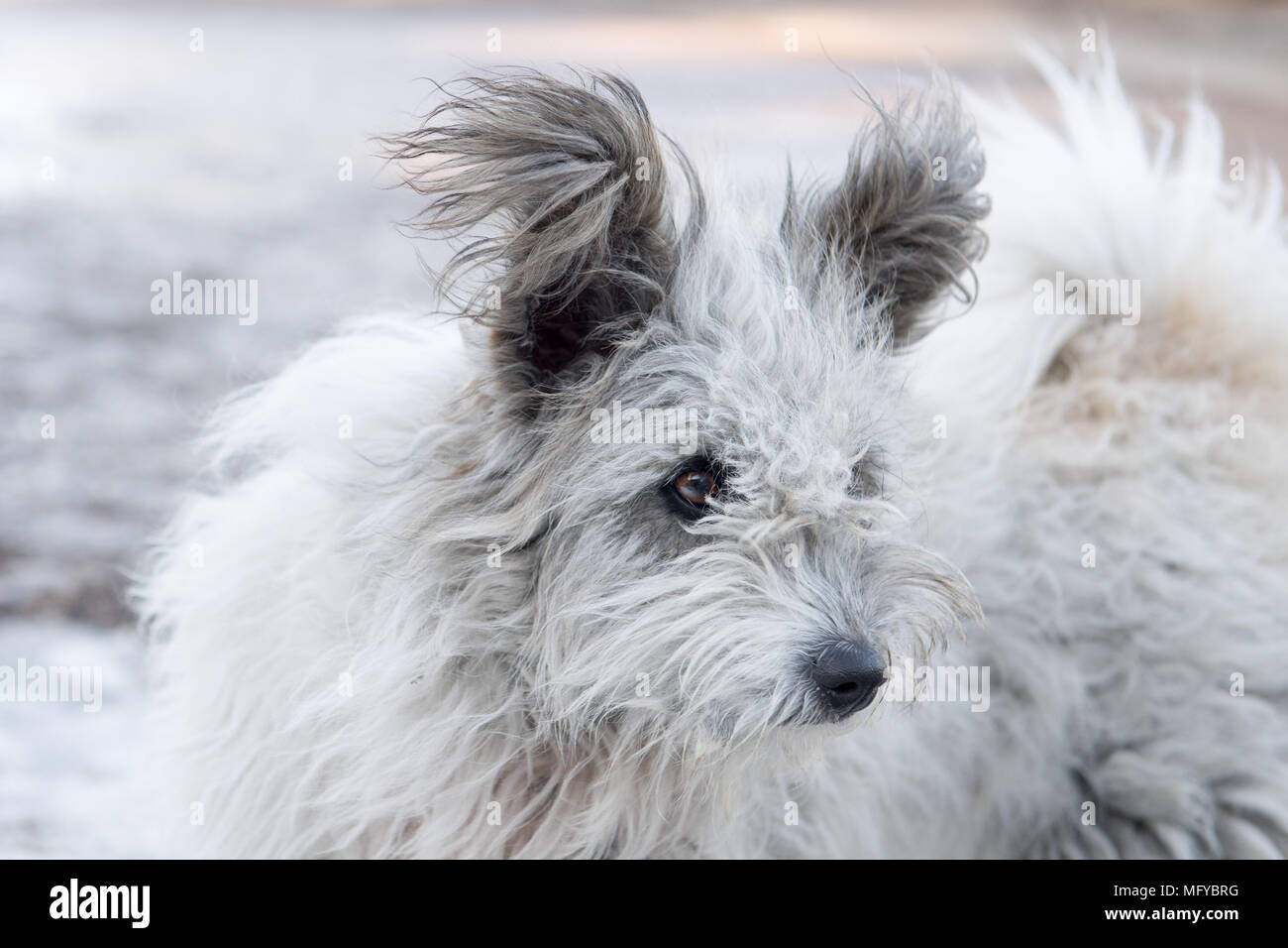 Close up portrait of missing terrier waiting for his owner,istanbul Stock Photo