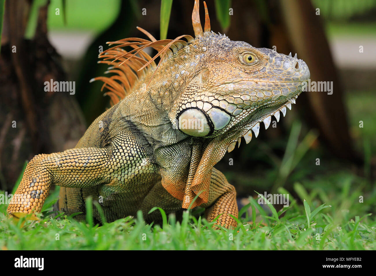 Iguana Stock Photo