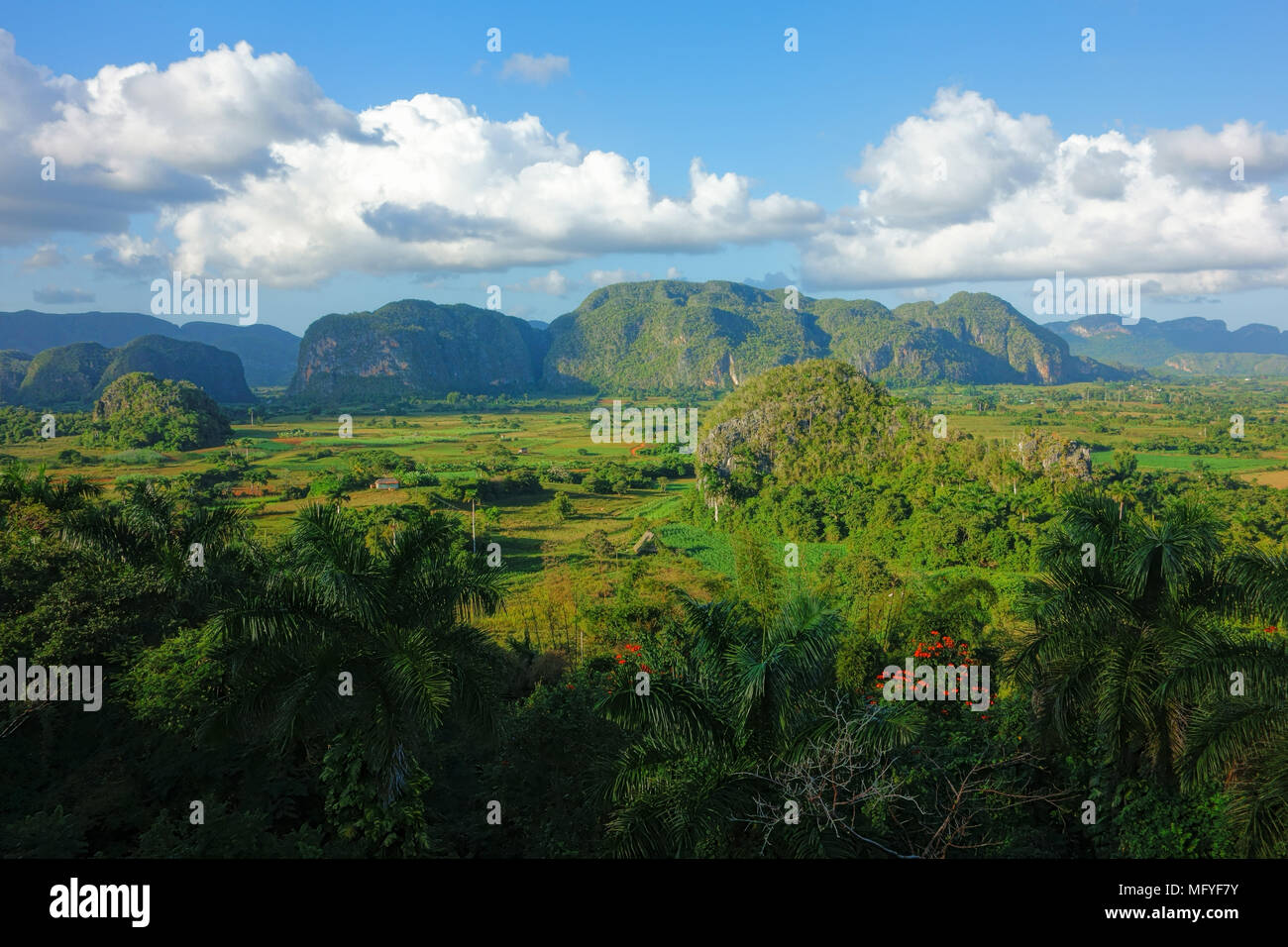Lush green nature of the Valle de Vinales in Pinar del Río Province in Western Cuba in evening light on 20 December 2013. Stock Photo